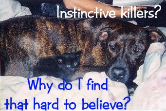 <img:stuff/Sasha_Instinct.jpg>