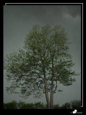 <img300*0:stuff/Scarletstorm.jpg>