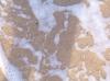 <img100*0:stuff/Sea_Foam_Texture_2.jpg>