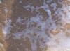 <img100*0:stuff/Sea_Foam_Texture_3.jpg>