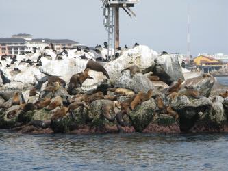 <img0*250:stuff/Seals_Sunbathing1.jpg>