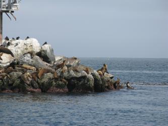 <img0*250:stuff/Seals_Sunbathing2.jpg>