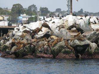<img0*250:stuff/Seals_Sunbathing3.jpg>