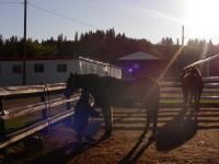 <img200*0:stuff/Second%20Horse%20Lab%20003.jpg>