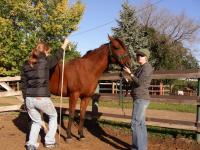 <img200*0:stuff/Second%20Horse%20Lab%20015.jpg>