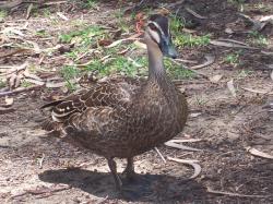 <img250*0:stuff/Serious_Duck.jpg>