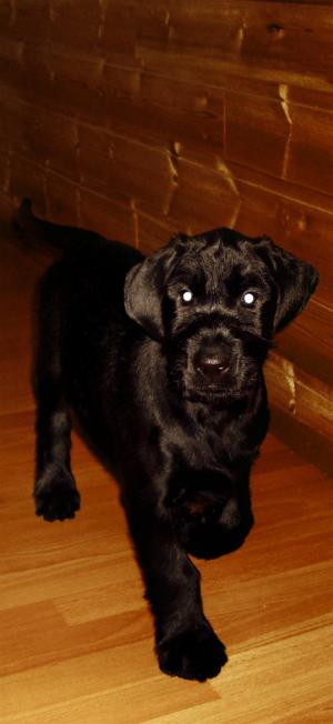<img300*0:stuff/Shakrasweetie.jpg>