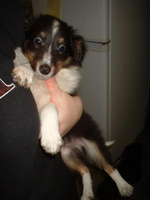 <img300*0:stuff/Sheltie.jpg>