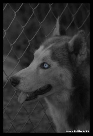 <img300*0:stuff/Siberian_Husky_dog_head.jpg>