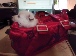 <img300*0:stuff/SillyBintBag.jpg>