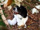 <img0*100:stuff/Sitting_dog..jpg>