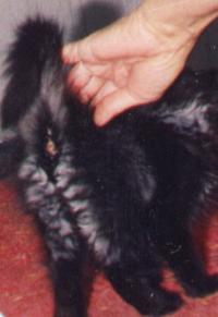 <img200*0:stuff/Sku.jpg>