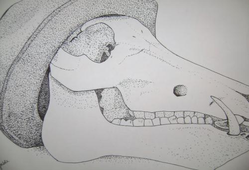 Skull_and_Hat