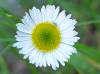 <img100*0:stuff/Small_Daisy.jpg>