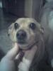 <img0*100:stuff/Smokydog.jpg>