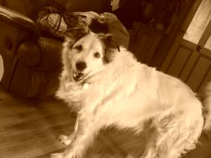 <img300*0:stuff/Smudge2.jpg>