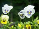 <img0*100:stuff/Snapdragons.jpg>