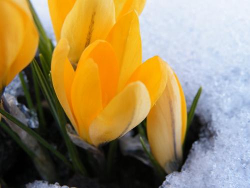 Snow_Flowers_