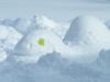 <img100*0:stuff/Snow_Nelly_Closeup.jpg>
