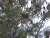 <img100*0:stuff/Snow_in_a_pine_tree.jpg>