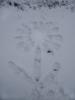 Snowflower