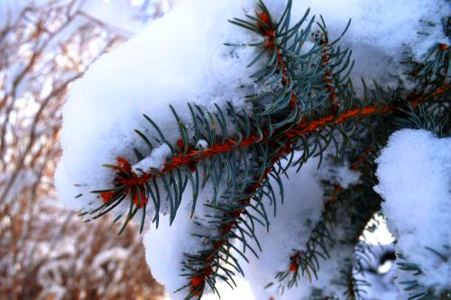 <img500*333:stuff/Snowy_branch.jpg>