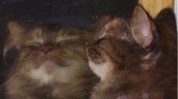 <img200*0:stuff/Snuggy_Face.jpg>