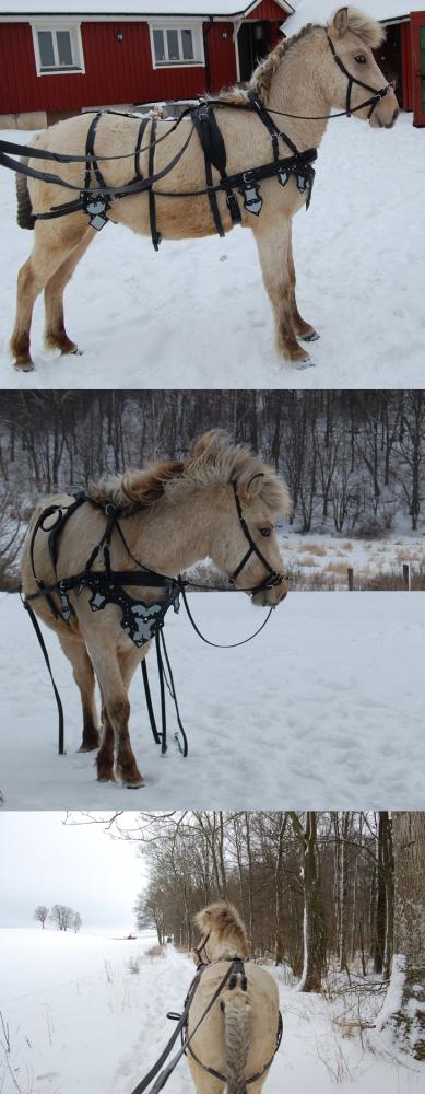 <img389*1000:stuff/Solons_harness.jpg>