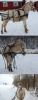 Solons_harness