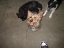 <img0*100:stuff/Spaniel%2c_Yorkie%2c_Sheltie.jpg>
