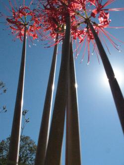 <img250*0:stuff/SpiderlillySkyscraperssmall.jpg>