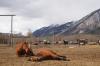 <img100*0:stuff/Stables%20010.JPG>