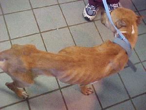 <img:stuff/Starving_Pit.jpg>