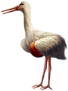 <img:stuff/Stork_left-bsktbll_SM.png>