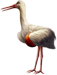 <img:stuff/Stork_left-bsktbll_tiny.png>