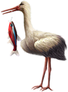 <img:stuff/Stork_left-fish_SM.png>