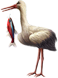 <img:stuff/Stork_left-fish_tiny.png>