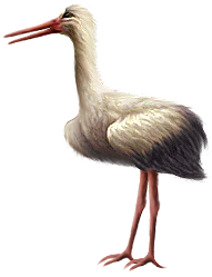 <img:stuff/Stork_left.png>