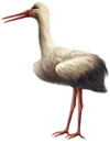 <img:stuff/Stork_left_SM.png>
