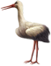<img:stuff/Stork_left_tiny.png>