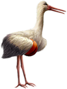<img:stuff/Stork_right-bsktbll_SM.png>