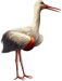 <img:stuff/Stork_right-bsktbll_tiny.png>