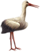 <img:stuff/Stork_right_tiny.png>