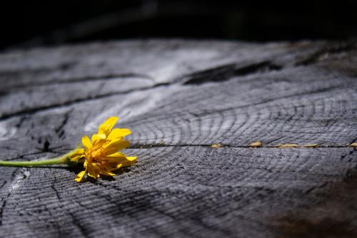 <img500*334:stuff/Stump_Flower.jpg>