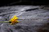 Stump_Flower