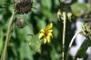 <img100*0:stuff/Sunflowers.jpg>