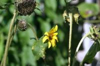 <img200*0:stuff/Sunflowers.jpg>