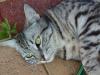 <img100*0:http://elftown.heddate.com/stuff/Tabby_cat_closeup.jpg>