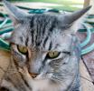 Cat Pictures