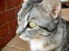 <img100*0:http://elftown.heddate.com/stuff/Tabby_cat_head.jpg>